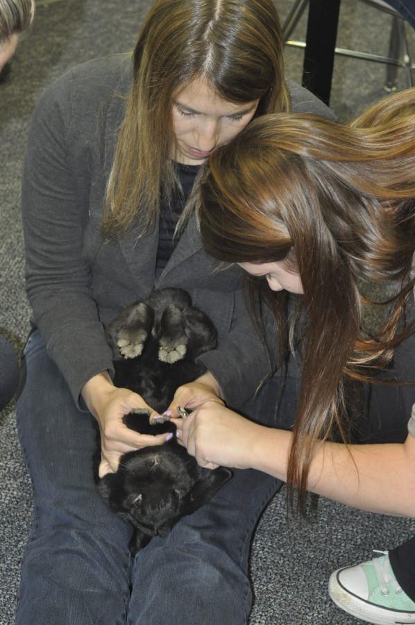 Students train for veterinarian field
